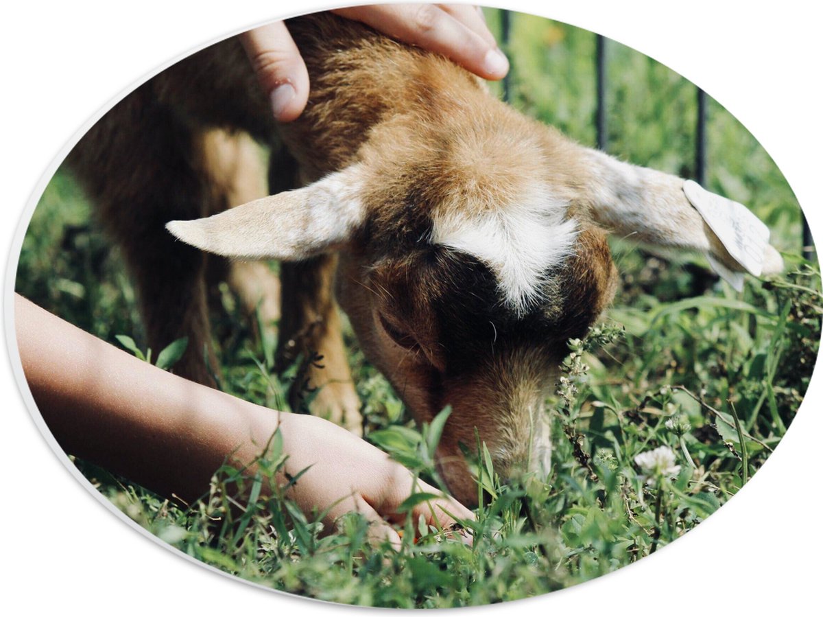 PVC Schuimplaat Ovaal - Baby Geitje Grazend aan het Gras - 28x21 cm Foto op Ovaal (Met Ophangsysteem)