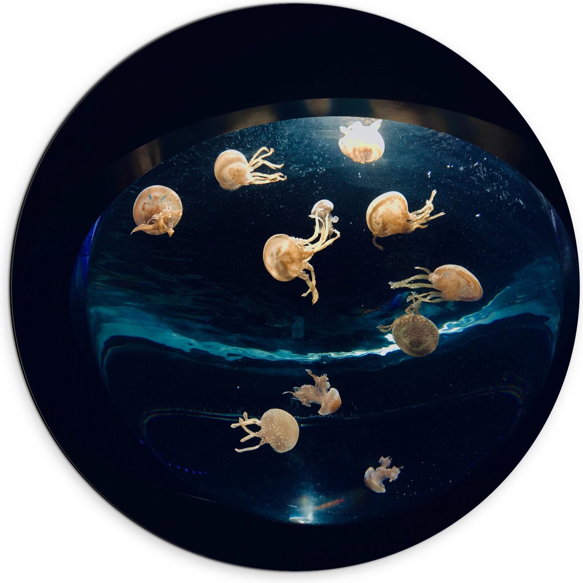 Dibond Muurcirkel - Groepje Oranjekleurige Kwallen in Bolvormig Aquarium - 70x70 cm Foto op Aluminium Muurcirkel (met ophangsysteem)