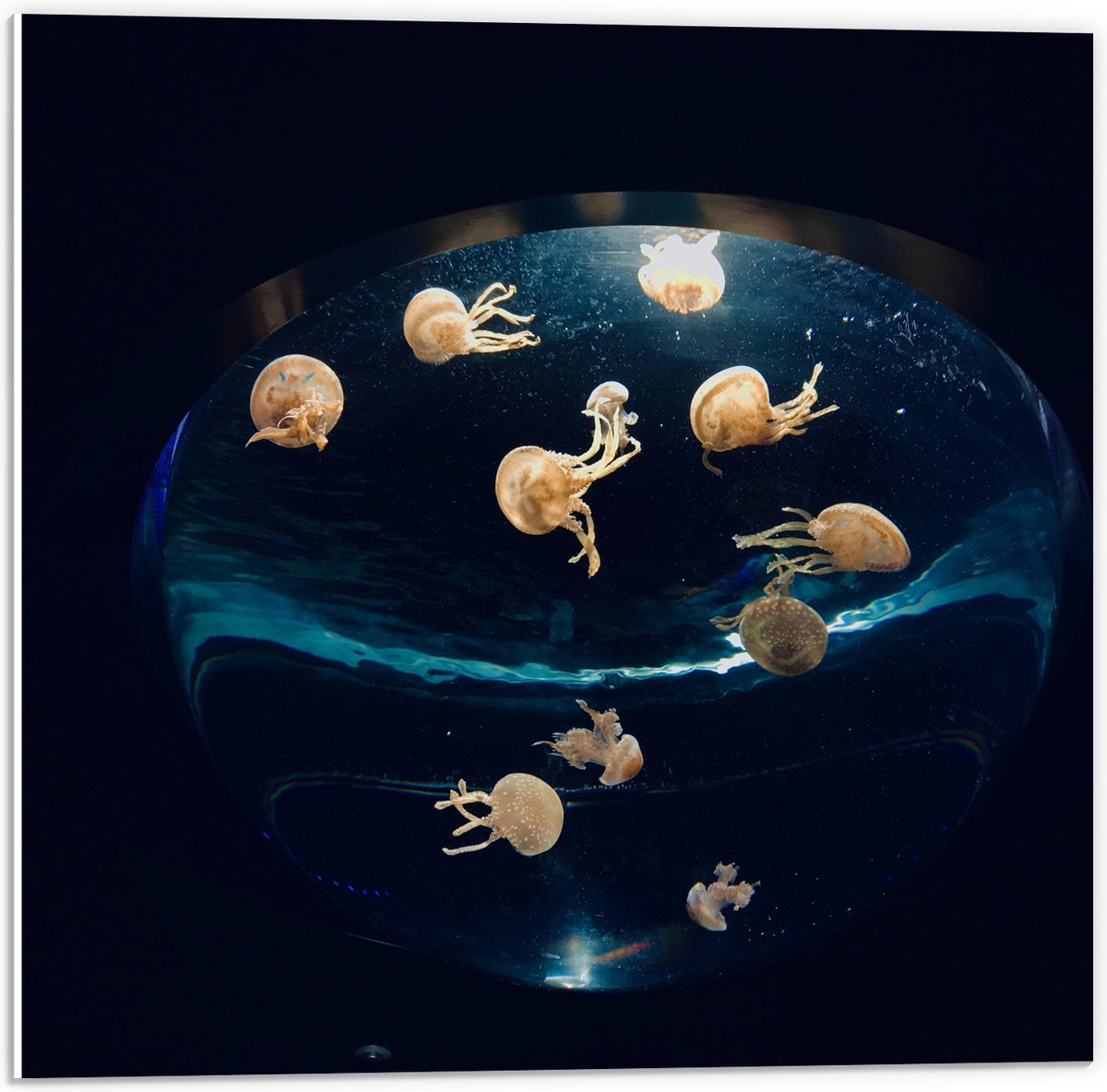 PVC Schuimplaat - Groepje Oranjekleurige Kwallen in Bolvormig Aquarium - 50x50 cm Foto op PVC Schuimplaat (Met Ophangsysteem)