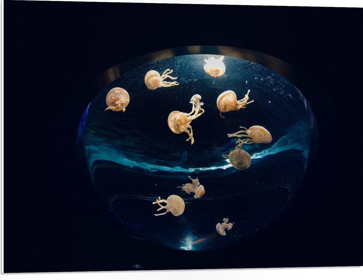 PVC Schuimplaat - Groepje Oranjekleurige Kwallen in Bolvormig Aquarium - 80x60 cm Foto op PVC Schuimplaat (Met Ophangsysteem)
