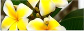 Poster (Mat) - Groep van Drie Wit met Gele Plumeria Bloemen - 120x40 cm Foto op Posterpapier met een Matte look