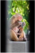 Poster (Mat) - Drinkende Baby Aap bij Etende Moeder - 50x75 cm Foto op Posterpapier met een Matte look