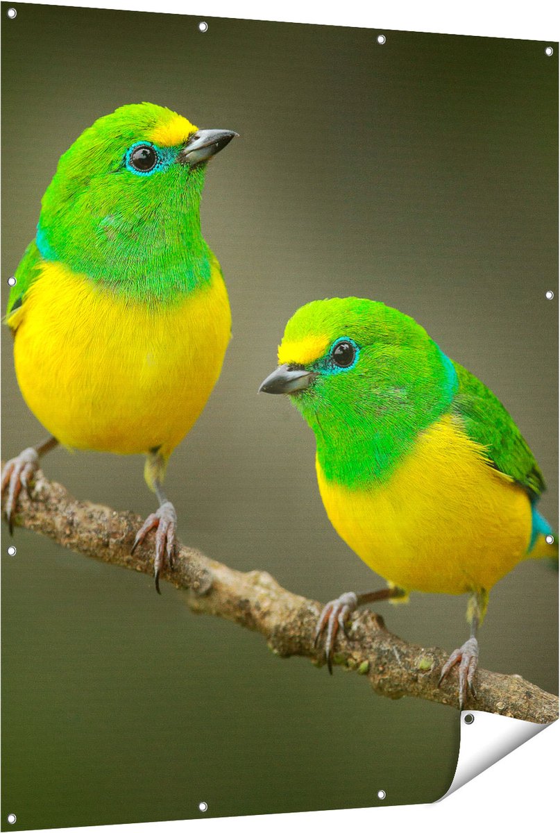 Gards Tuinposter Twee Groen Gele Zangvogels op een Tak - 120x150 cm - Tuindoek - Tuindecoratie - Wanddecoratie buiten - Tuinschilderij Multikleur