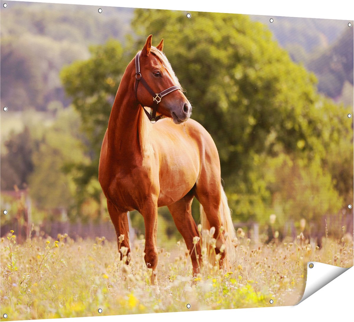 Gards Tuinposter Bruin Paard in de Wei - 160x120 cm - Tuindoek - Tuindecoratie - Wanddecoratie buiten - Tuinschilderij Multikleur