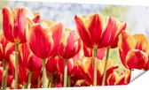 Gards Tuinposter Oranje Rode Tulpen - 180x90 cm - Tuindoek - Tuindecoratie - Wanddecoratie buiten - Tuinschilderij