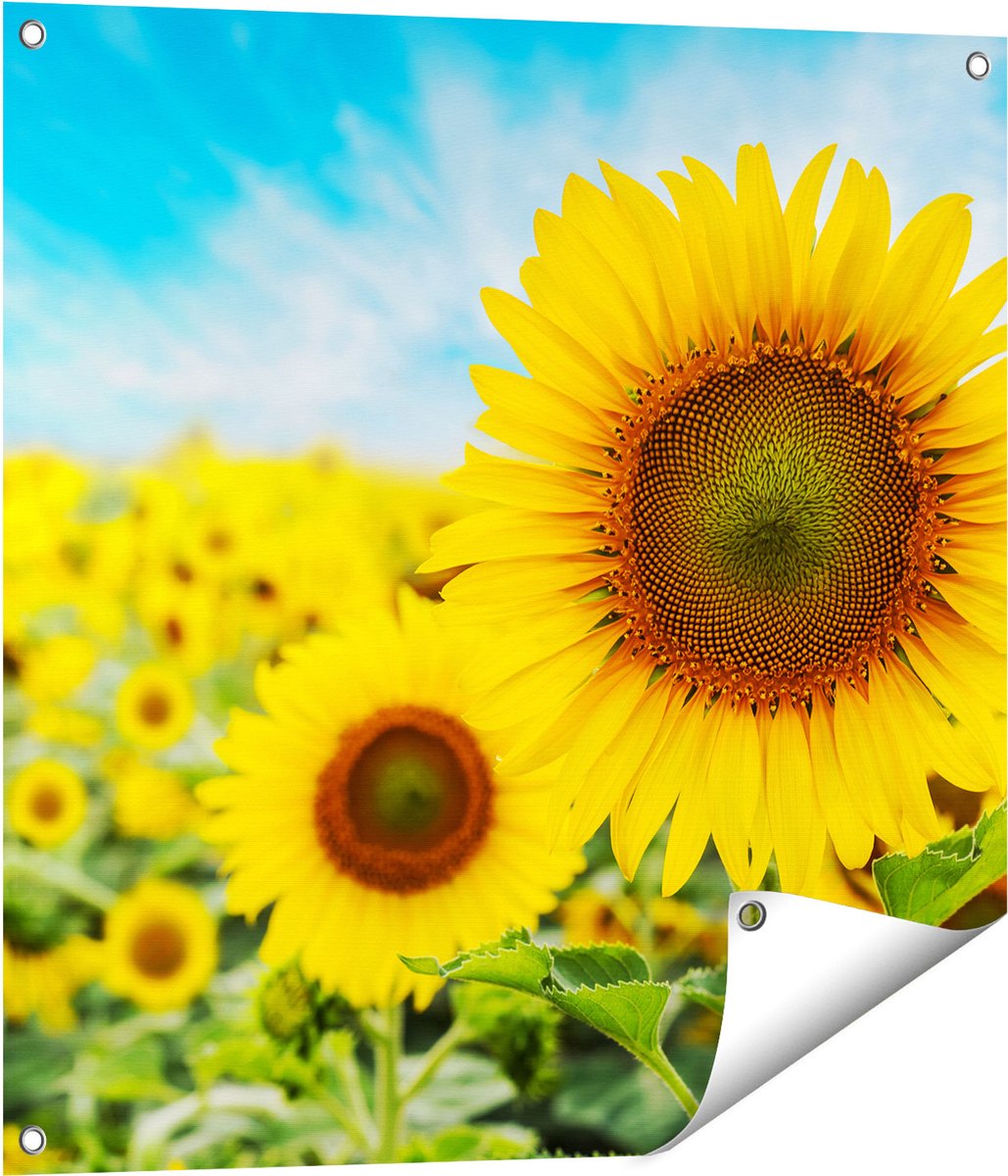 Gards Tuinposter Zonnebloemen Veld - 70x70 cm - Tuindoek - Tuindecoratie - Wanddecoratie buiten - Tuinschilderij Multikleur
