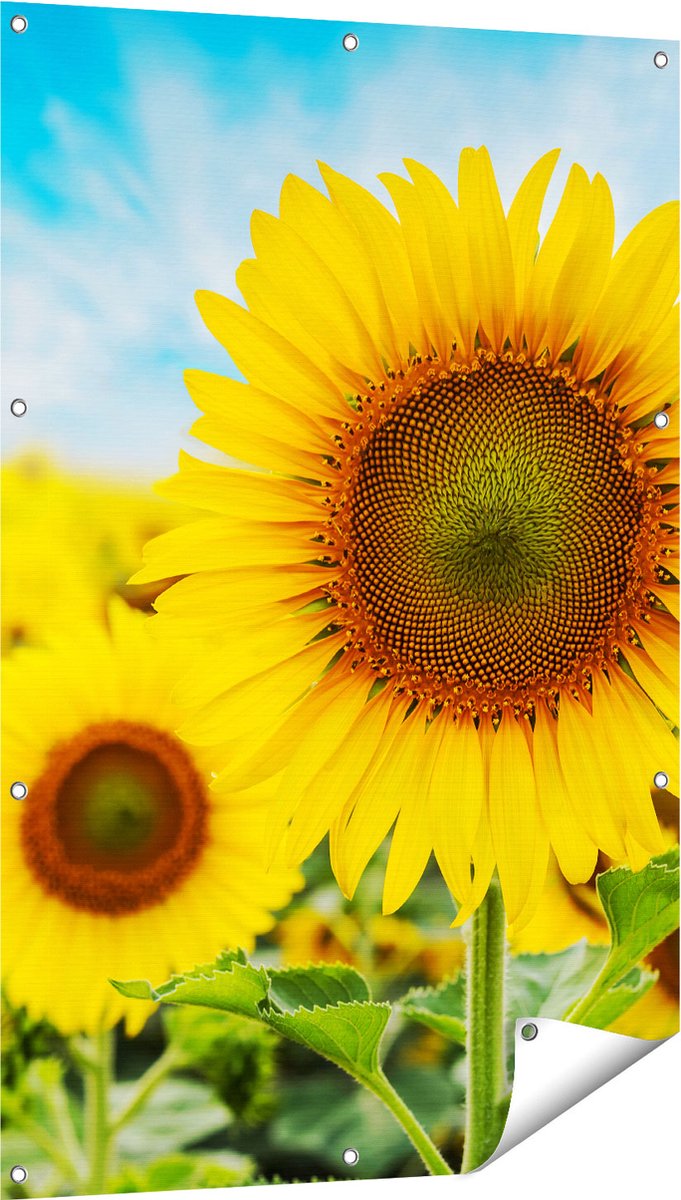 Gards Tuinposter Zonnebloemen Veld - 80x120 cm - Tuindoek - Tuindecoratie - Wanddecoratie buiten - Tuinschilderij Multikleur