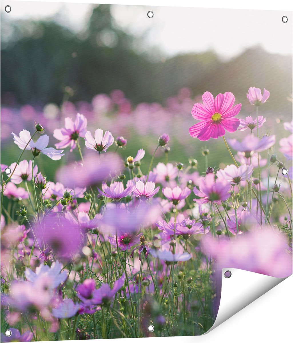 Gards Tuinposter Bloemenveld met Paarse Kosmos - 80x80 cm - Tuindoek - Tuindecoratie - Wanddecoratie buiten - Tuinschilderij Multikleur