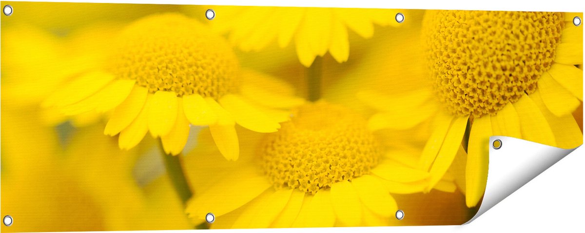 Gards Tuinposter Gele Kamille Bloemen - 120x40 cm - Tuindoek - Tuindecoratie - Wanddecoratie buiten - Tuinschilderij Multikleur