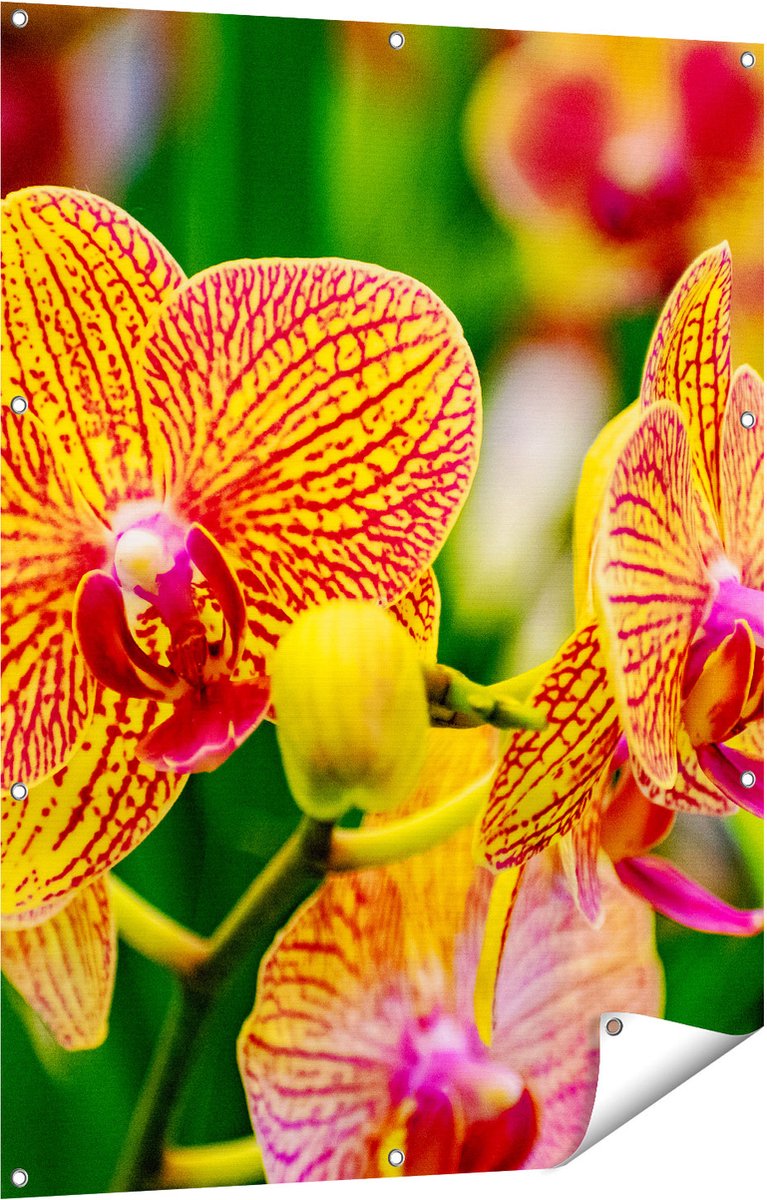 Gards Tuinposter Geel Rode Orchidee Bloemen - 90x120 cm - Tuindoek - Tuindecoratie - Wanddecoratie buiten - Tuinschilderij Multikleur