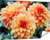 Gards Tuinposter Oranje Dahlia Bloemen - 120x80 cm - Tuindoek - Tuindecoratie - Wanddecoratie buiten - Tuinschilderij