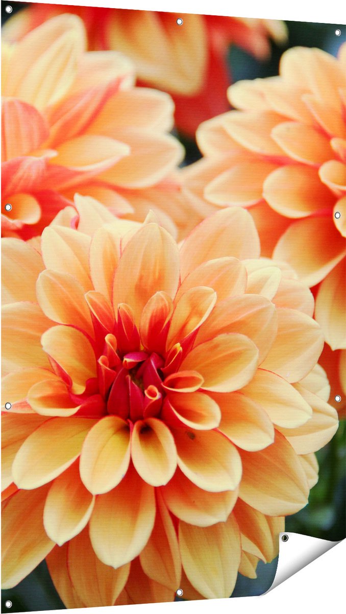 Gards Tuinposter Oranje Dahlia Bloemen - 100x150 cm - Tuindoek - Tuindecoratie - Wanddecoratie buiten - Tuinschilderij Multikleur