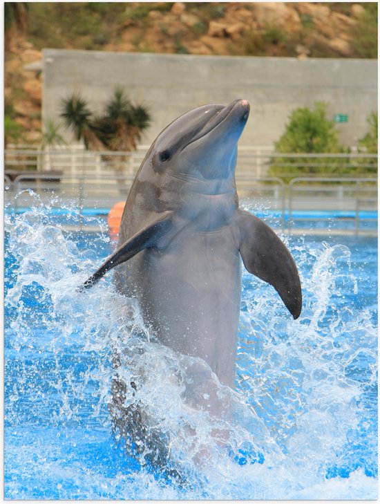 Poster (Mat) - Dolfijn Springend in het Water - 60x80 cm Foto op Posterpapier met een Matte look