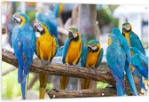 Tuinposter – Groepje Are Papegaaien met Blauwe en Gele Veren op Tak - 150x100 cm Foto op Tuinposter (wanddecoratie voor buiten en binnen)