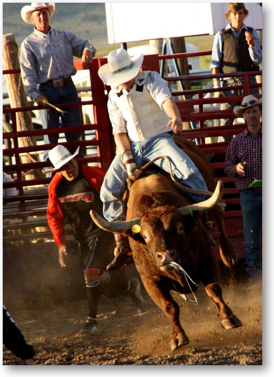 Stier in Rodeo - USA - Fotoposter 50x70