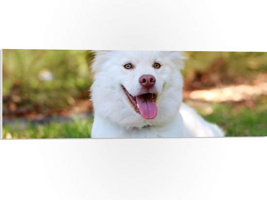 PVC Schuimplaat - Vrolijk Lachende Witte Puppy in Grasveld - 90x30 cm Foto op PVC Schuimplaat (Met Ophangsysteem)