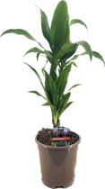 Plant in a Box - Dracaena Deremensis Janet Craig - groene kamerplant - Gemakkelijk te verzorgen - Donkergroene bladeren - Pot 17cm - Hoogte 60-70cm
