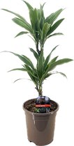 Plant in a Box - Dracaena deremensis 'Warneckei' - Kamerplant - Potmaat 17 cm - Hoogte 60-70 cm