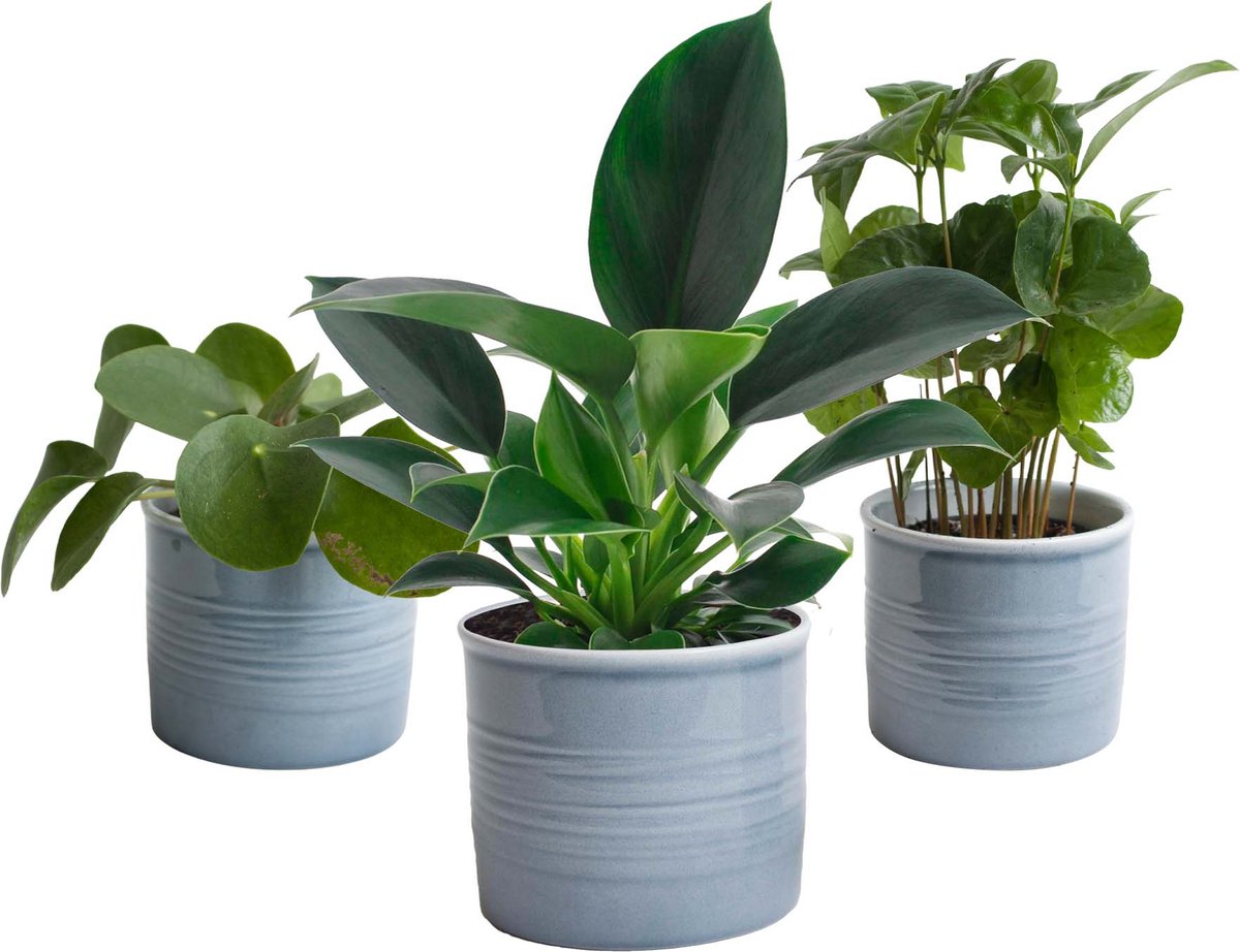 BOTANICLY Trio 'Gezellig Groen' in Laos keramiek (blauw) 3 planten 20cm hoogte