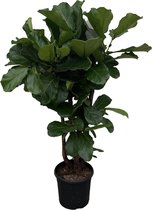 Ficus Lyrata Vertakt - 160Cm - Ø30