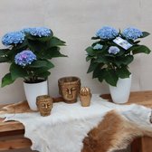 Hydrangea magical duo blauw + gratis pot ø12cm 45cm 2 planten