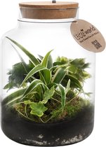 vdvelde.com - Ecosysteem plant met lamp - Ecoworld Jungle Biosphere - Ecosysteem in Fles met lamp - 3 Varen Planten - Basic Glas XL - Ø 22 cm - Hoogte 33 cm
