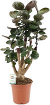 Groene plant – Polyscias (Polyscias Fabian) met bloempot – Hoogte: 65 cm – van Botanicly