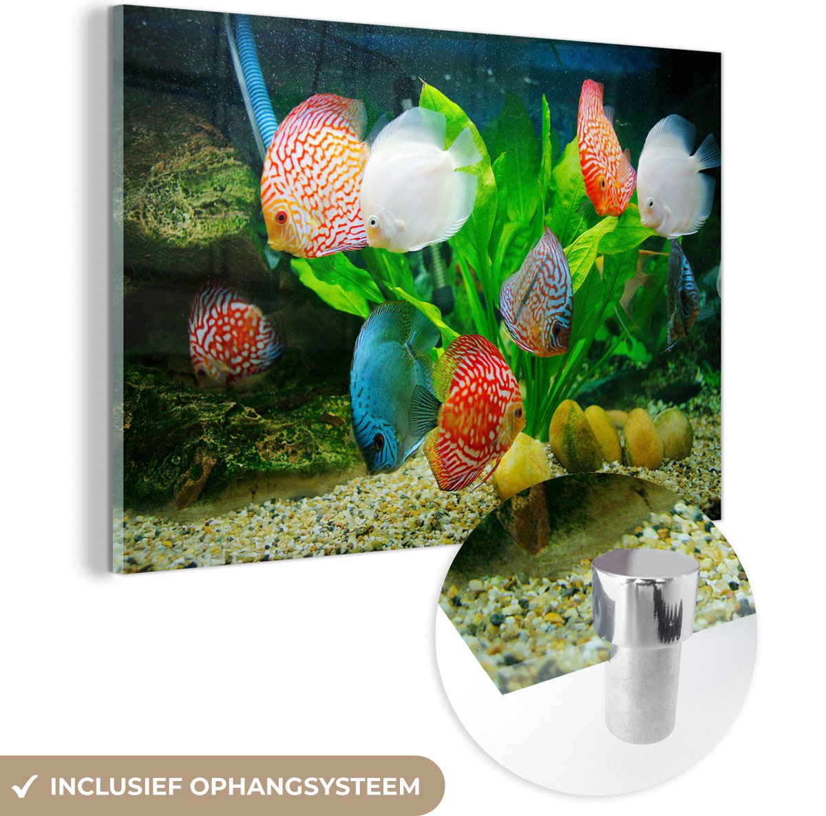 ® Glasschilderij 120x80 cm - Schilderij acrylglas - Vissen in een aquarium - Foto op glas - Muurdecoratie woonkamer - Wanddecoratie slaapkamer - Schilderijen