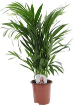 Plant in a Box - Dypsis Lutescens - Areca - Goudpalm - Luchtzuiverende groene kamerplant - Pot 17cm - Hoogte 60-70cm