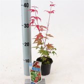 Acer palmatum 'Beni-maiko' P10 25-30 cm