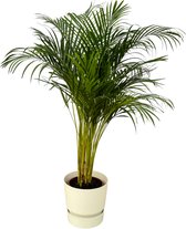 Trendyplants - Areca palm - ↨130cm - Ø24cm inclusief elho Greenville Round wit Ø30cm x ↨28cm