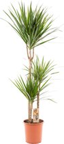 Trendyplants - Dracaena Marginata - Drakenbloedboom - Kamerplant - Hoogte 110-130 cm - Potmaat Ø21cm
