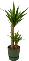Trendyplants - Yucca - ↨100cm - Ø21cm inclusief elho Greenville Round groen Ø24cm x ↨23cm