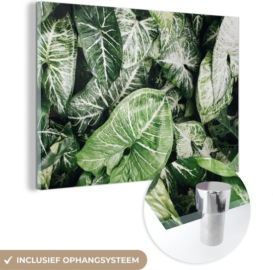 MuchoWow® Glasschilderij 60x40 cm - Schilderij acrylglas - Bladeren - Planten - Natuur - Foto op glas - Schilderijen