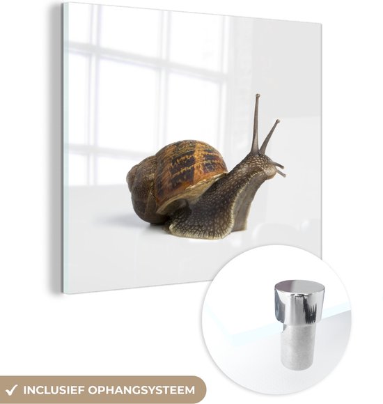 Peinture sur Verre - Escargot de Jardin - 20x20 cm - Peintures sur Verre Peintures - Photo sur Glas