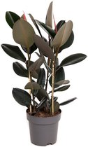 Groene plant – Rubberboom (Ficus elastica Abidjan) met bloempot – Hoogte: 110 cm – van Botanicly