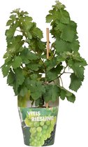 Fruitboom – Vitis Pixie 'Riesling' (Vitis Pixie 'Riesling') – Hoogte: 30 cm – van Botanicly
