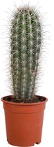 Cactus – Pachycereus Pringlei (Pachycereus Pringlei) – Hoogte: 40 cm – van Botanicly
