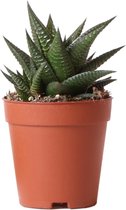 Vetplant – Vensterplant (Haworthia Limifolia) – Hoogte: 16 cm – van Botanicly