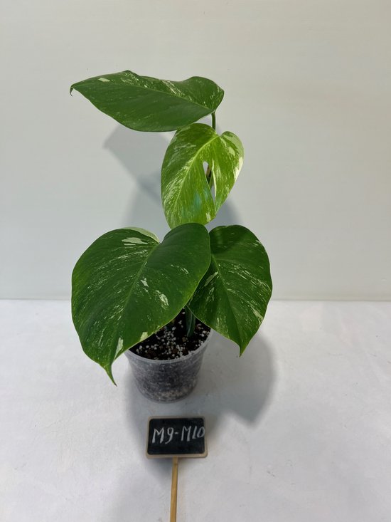 Le Monstera deliciosa variegata : une plante d'intérieur Unique
