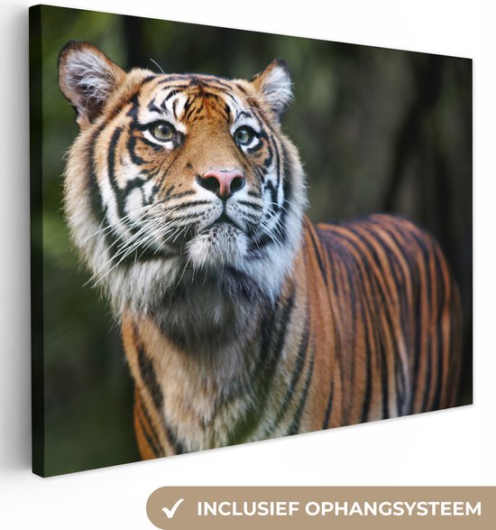 Portrait de tigre de Sumatra Toile 30x20 cm - petit - Tirage photo sur toile (Décoration murale salon / chambre) / Peintures sur toile Animaux