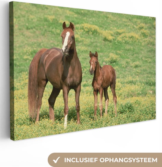 Canvas Schilderij Paarden - Gras - Bruin - Wanddecoratie