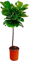 Trendyplants - Ficus Lyrata op stam - Tabaksplant - Kamerplant - Hoogte 140-160 cm - Potmaat Ø24cm
