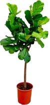 Trendyplants - Ficus Lyrata boom - Tabaksplant - Kamerplant - Hoogte 150-170 cm - Potmaat Ø30cm