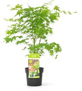 Hello Plants Acer Palmatum Going Green Japanse Esdoorn - Struik, Sierheester - Ø 19 cm - Hoogte: 40 cm
