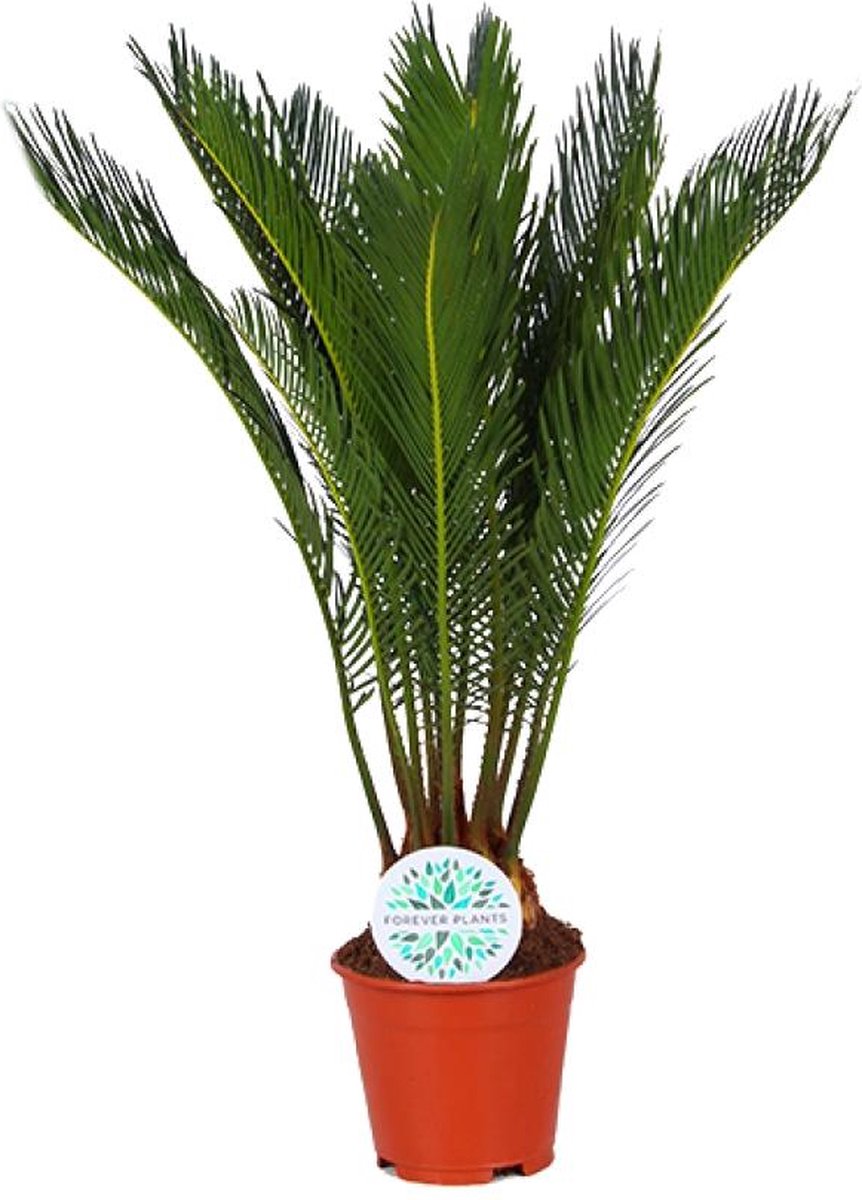 BOTANICLY Buitenpalm – Varenpalm (Cycas Revoluta) – Hoogte: 50 cm – van