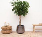 Groene plant – Vingersboom (Schefflera) – Hoogte: 180 cm – van Botanicly
