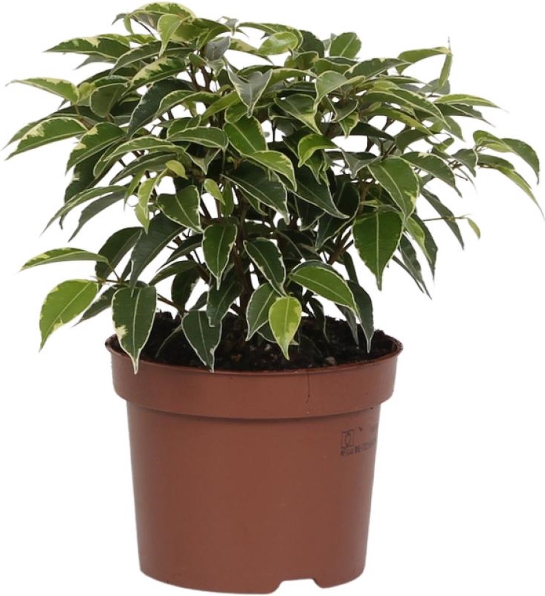 BOTANICLY Groene plant – Treurvijg (Ficus benjamina Kinky) – Hoogte: 20 cm – van