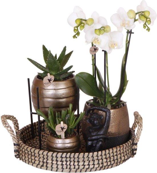 Kolibri Company | Gift set Home Hub | Plantenset met Phalaenopsis Orchidee en Succulenten incl. keramieken sierpotten