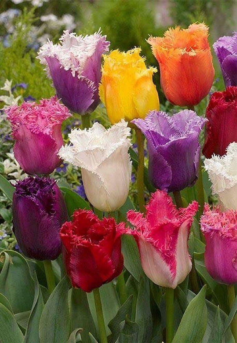 200x Tulpen 'Gefranjerd gemengd' - BULBi® Bloembollen met bloeigarantie